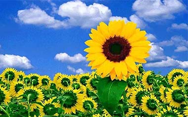 孙培博《Sunflower》吉他谱 原版编配指弹六线谱【附视频教学】