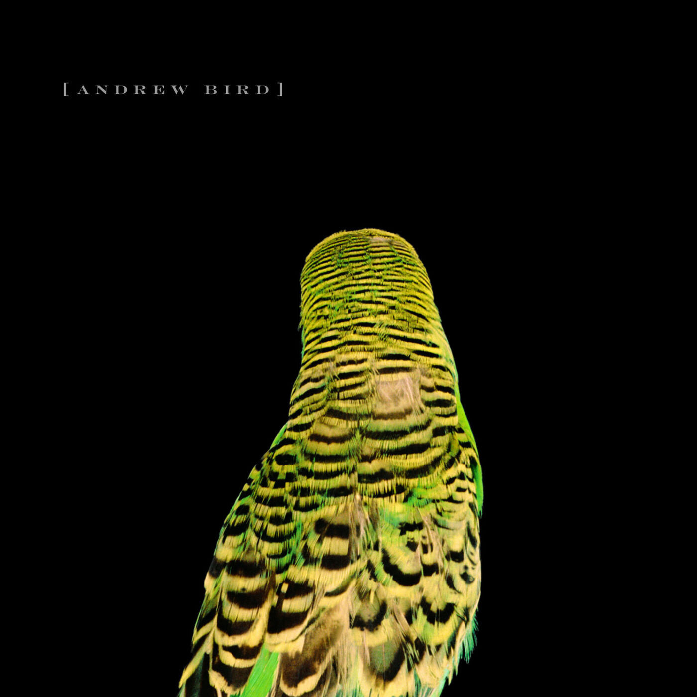 Andrew Bird《Imitosis》乐队总谱|GTP谱