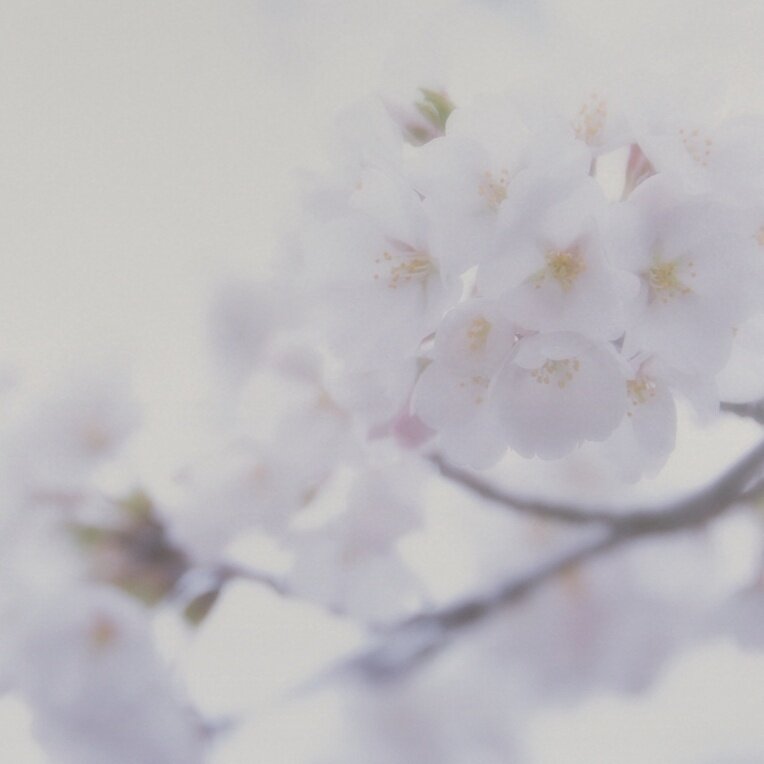 走音《梨花殇》指弹谱|独奏GTP谱