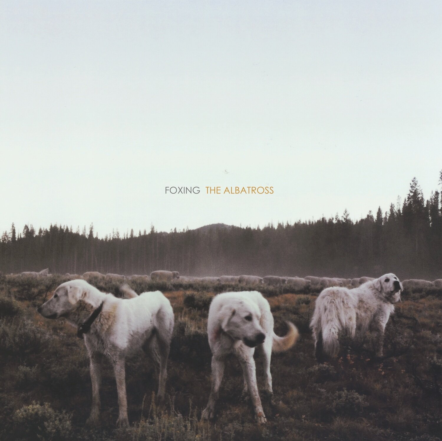 Foxing《Den Mother》GTP谱