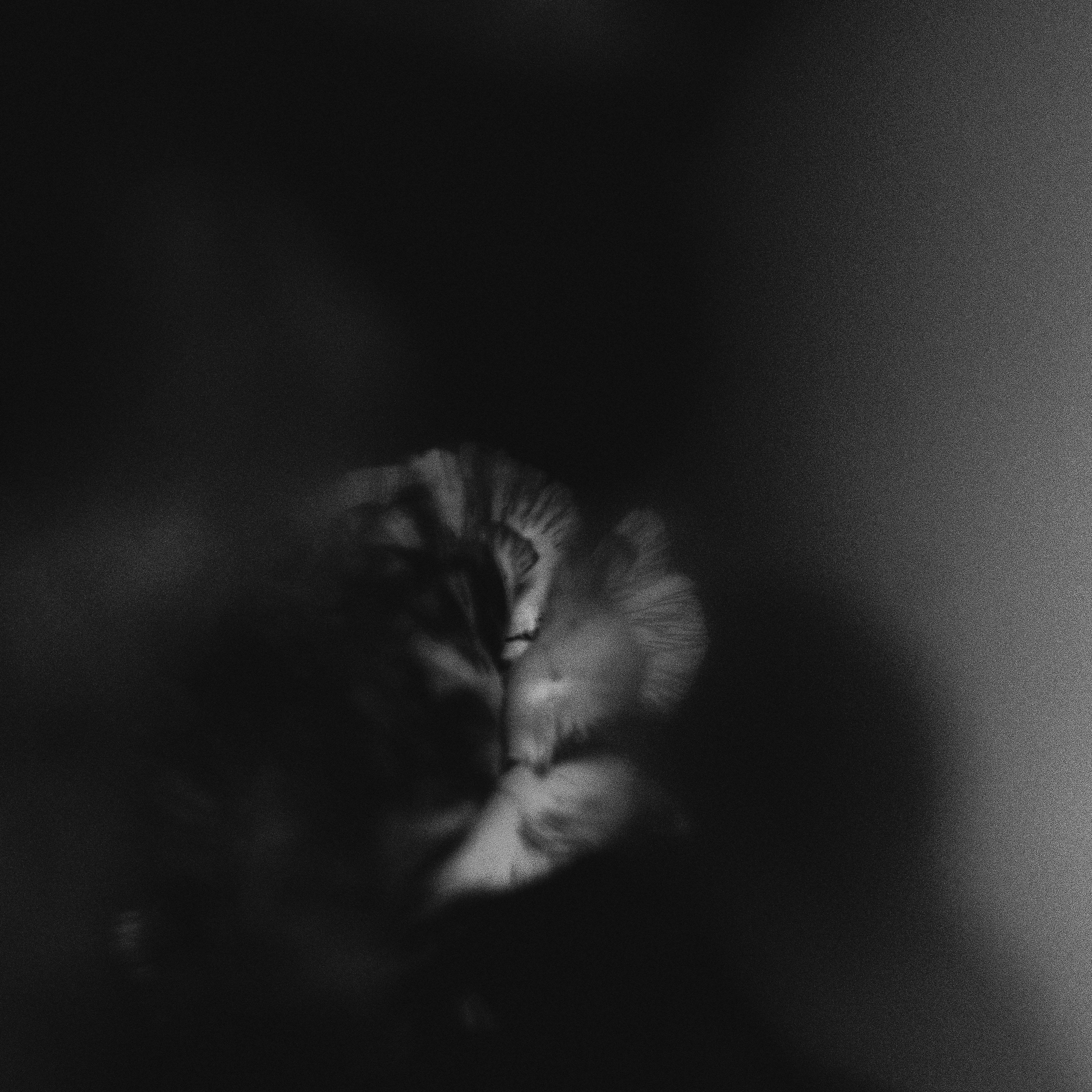 Holding Absence《Like A Shadow》乐队总谱|GTP谱